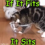 Catting Around | If It Fits; It Sits | image tagged in gifs,cat,fun,relatable,wholesome,rock and roll | made w/ Imgflip video-to-gif maker