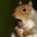 squirrels be squirreling