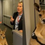 kangaroo