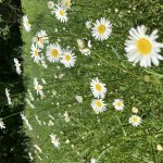 Daisys
