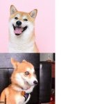 Therapy Dog Kalm Panik