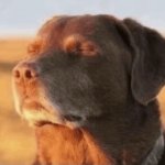 Inner Peace Dog