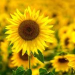 Sunflower FIELD