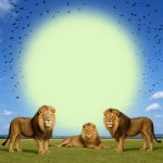 RCB Lion meme