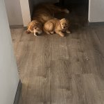 Puppy and vaccuum