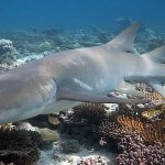 Tawny Nurse Shark Tuesday