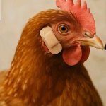 A first: flying teleprompter fragments injuring a chicken meme