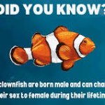 Clown fish