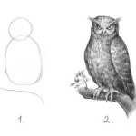 how to draw an owl
