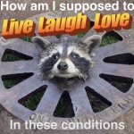 funny animal