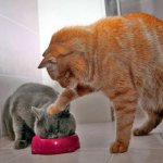 ginger cat pushing grey cat