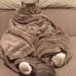 Cat burrito