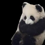 panda meme