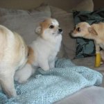 Staring dog