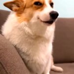 Smiling Dog GIF Template