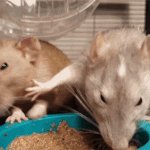 Rats food denial