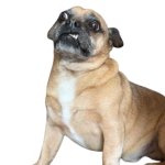 WTDog