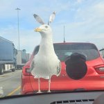 Seagull with rabbit ears