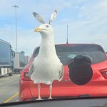 Seagull with Rabbit Ears