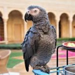 Metal Bird