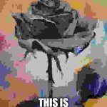 A rose by a name | A ROSE BY ANY NAME; THIS IS FRANK HE'S 8BIT | image tagged in antifa,come,see,frank,the,rose | made w/ Imgflip meme maker