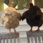 Chickens holding hands