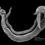 Blood Flukes