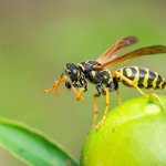 Wasp