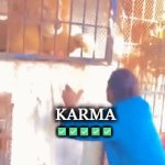 Genius messes with "King of the Jungle" | :(; KARMA; ✅✅✅✅✅; When you get what you deserve | image tagged in gifs,i'm the dumbest man alive,lion,wth,darwin award,genius | made w/ Imgflip video-to-gif maker