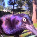 Murder Crow