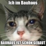 BauhausSadCat | Ich im Bauhaus; BAUHAUS IST SCHON GEBAUT | image tagged in crying cat | made w/ Imgflip meme maker