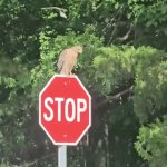 Bullying a Predator | image tagged in gifs,bullying a predator | made w/ Imgflip video-to-gif maker