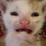 scared crying cat