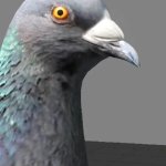 german pigeon