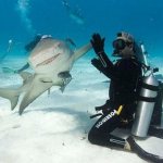 shark