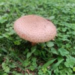 A selfie of Mushroom