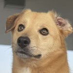 Worried doge