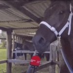 Horse Talking GIF Template