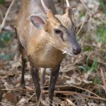 muntjac