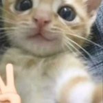 cat peace