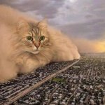 Cat Cloud