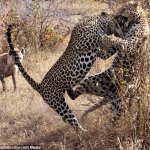 Leopards Eating Each Other