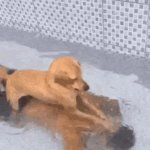Drown dog GIF Template