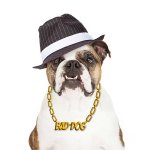 Gangster dog