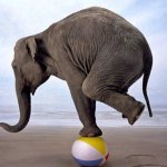 elephant on a ball