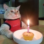 Birthday Cat