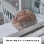 Friends With a Falcon | image tagged in gifs,friends with a falcon | made w/ Imgflip video-to-gif maker