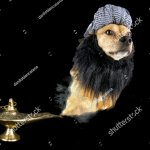 Dog Genie