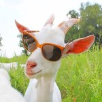 swag goat