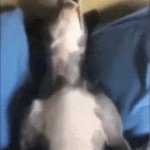 dog snoring GIF Template